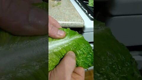 Warning ⚠️ Warning ⚠️ lettuce has a plastic film No baiting
