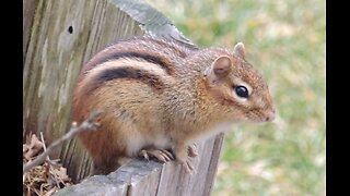 Nature - Chipmunk