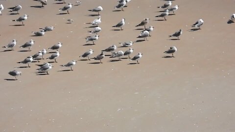 Sea gulls paradise