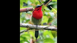 Crimson Sunbird bird video