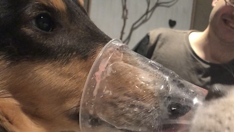 Collie uses long nose to reach bottom of ice cream cup