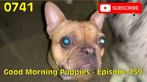 [0741] GOOD MORNING PUPPIES - EPISODE 259 [#dogs #doggos #doggies #puppies #dogdaycare]