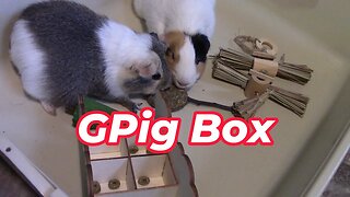 GPig Box Unboxing February 2023 😍