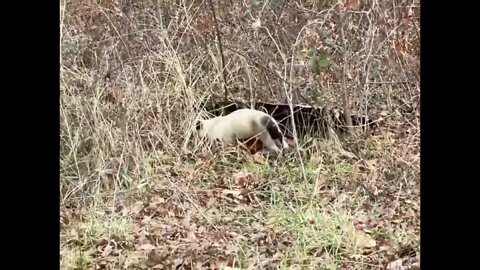 Siamese cats go into the wild first time