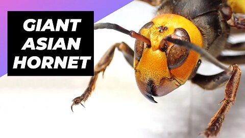 Giant Asian Hornet 🐝 The Deadly Invader