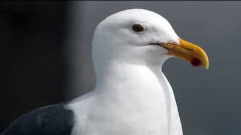 Gaivota atrevida rouba saco de batatas fritas de loja