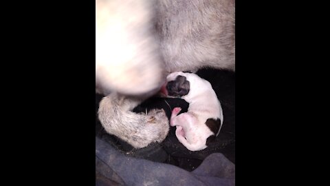 Dog Gaves Birth actual video