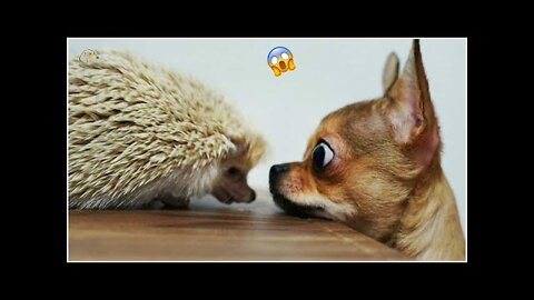 Funny Animal Videos 2022 😂 - Funniest Cats And Dogs Videos 😺😍