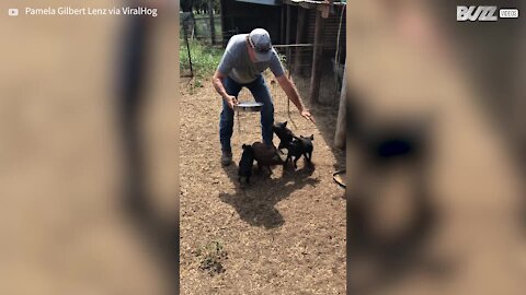 Piglets' bizarre spins while eating