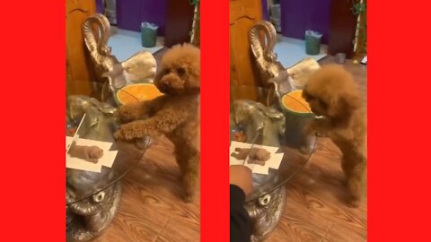 Cutting dogs cake and dog gave funny reaction !! Do not miss this: Try not to laugh !!