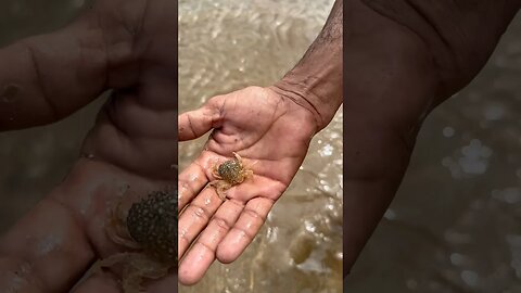 طريقة جمع عقرب الرمل.. الطعم الفتاك لصيد اسماك الدوراد و الشرغو