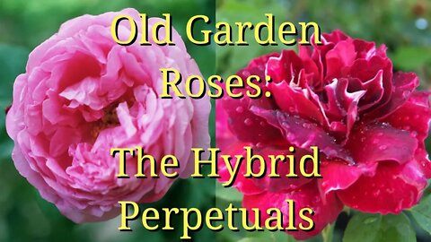 Old Garden Roses: The Hybrid Perpetuals