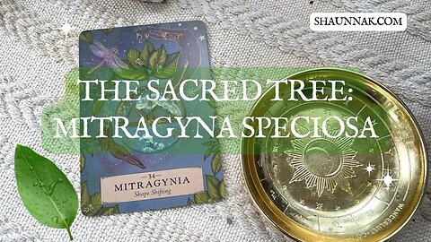 The Sacred Herb: Mitragyna Speciosa