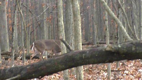 I Have Buck Fever | In the Field