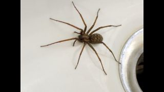 Top 10 Misconceptions About Spiders