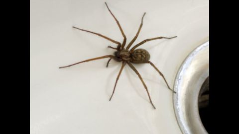 Top 10 Misconceptions About Spiders
