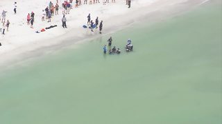 Crews working to help two distressed whales on Sand Key in Clearwater