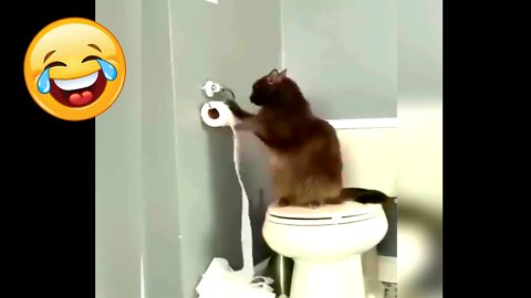 Cat Toilet paper pulled funny moment 🤣🤣