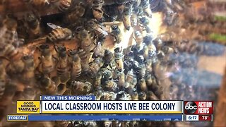 Bee colony inside classroom teaches kids environment protection