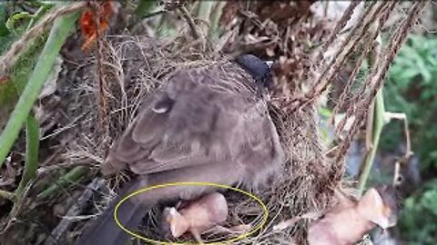Unbearable Dad's Reaction When Mom Pushed all babies Out Of the Nest in his absent