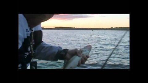 Warners Dock Walleye on Lake Pepin, Mississippi River, WI and MN