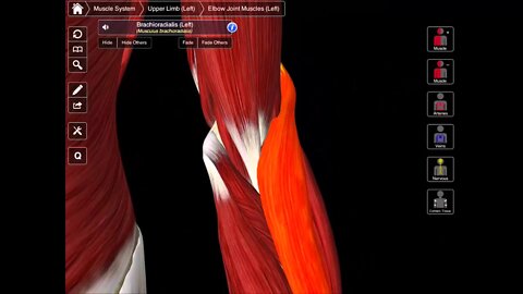 The Boundaries of The Cubital Fossa