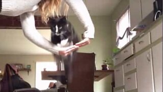 Cat is better trained than most dogs