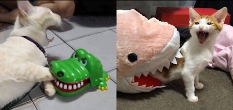 Dog and Cat Reaction to Toy?