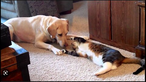 Funny Dog and cat playing 🐕 🐈