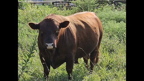 Solid stud 4-year-old South Poll bull in Kansas, bred at Green Pastures Farm.