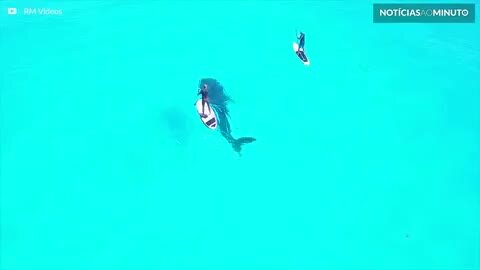 Tubarão-baleia nada entre surfistas em Cancun