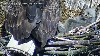 Hays Eagles H19 H20 Panting & Go under Mom for shade 41223 1135am