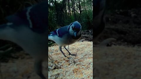 Blue jay 🐦being a little 🐖pig with the 🌽corn #cute #funny #animal #nature #wildlife #trailcam #farm