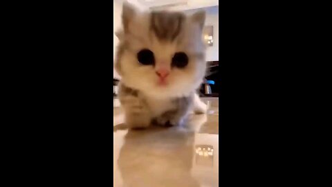 cat funny video |cat funny 😀🥰