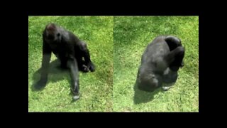 Gorilla Checks On Injured Bird