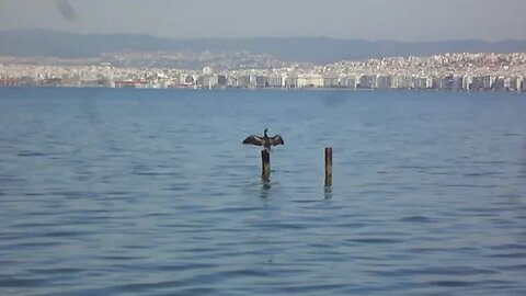 Cormorant in a crucifix stance on the coast of Deauville. Ethologia (Εθολογία)