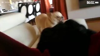 Chihuahua impazzisce per le ciabatte del padrone
