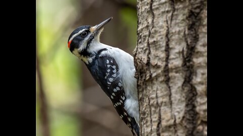 Student learns about birds, gets to see a wild woodpecker