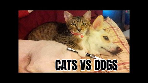Cats vs dogs epic battle funny video part-3 😺🐶