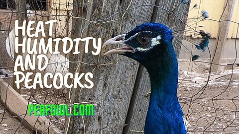 Heat Humidity And Peacocks , Peacock Minute, peafowl.com