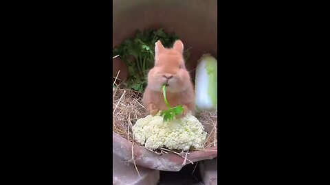 Cute big-faced rabbit who loves to eat vegetables. Rabbit. Cute little garden pet