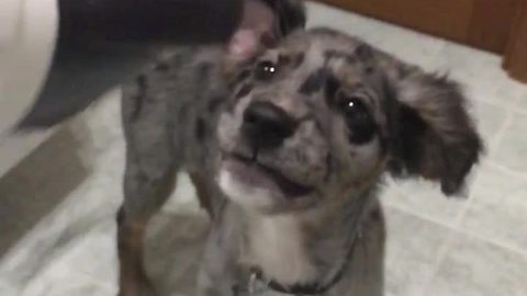 Slow motion captures puppy's obsession with hairdryer