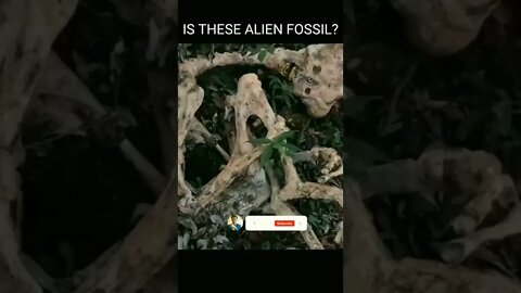 what you guys think? | Is these an Alien Fossil?