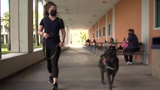 The Rebound: Covid sniffing dogs