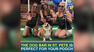 St. Pete’s Dog Bar is the perfect place for your pooch | Taste and See Tampa Bay