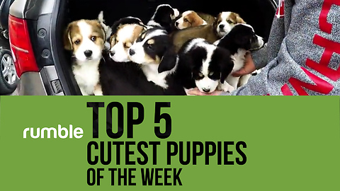 Rumble Virals presents the top 5 cutest puppies of the week!