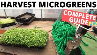 How to Harvest & Wash MICROGREENS (COMPLETE GUIDE 2 of 2)