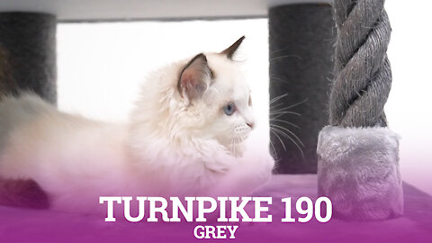 Petrebels cat trees - Turnpike 190 - Grey