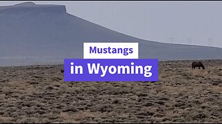 Wild Horses in Wyoming (mustangs)