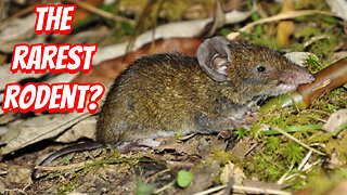 The Rarest Rodent To See!
